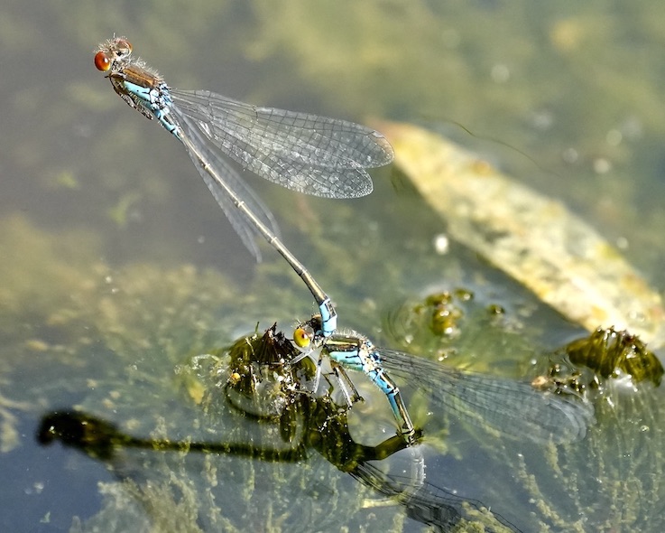 small red-eyed damselfly